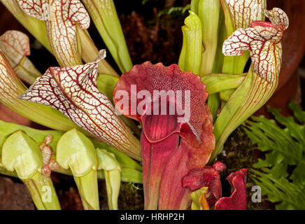 Sarracenia leucophylla, trompette insectivores et les sarracénies avec vert & rouge vif blanc pichets pichets& avec des nervures rouges sur fond sombre Banque D'Images