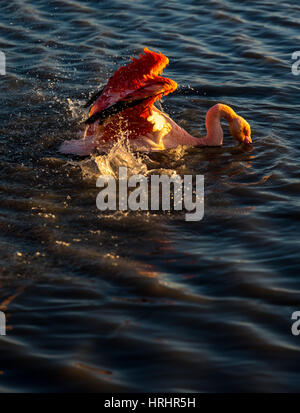 Flamingo de l'ampleur au coucher du soleil , Camargue, France. Banque D'Images