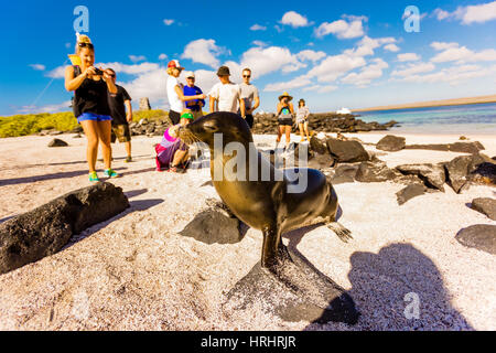 Les lions de mer sur l'Île Floreana, Galapagos, Equateur Banque D'Images