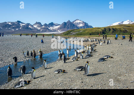 Le roi géant penguin (Aptenodytes patagonicus) colonie, la plaine de Salisbury, la Géorgie du Sud, l'Antarctique, régions polaires Banque D'Images