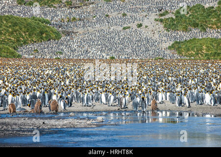 Le roi géant penguin (Aptenodytes patagonicus) colonie, la plaine de Salisbury, la Géorgie du Sud, l'Antarctique, régions polaires Banque D'Images