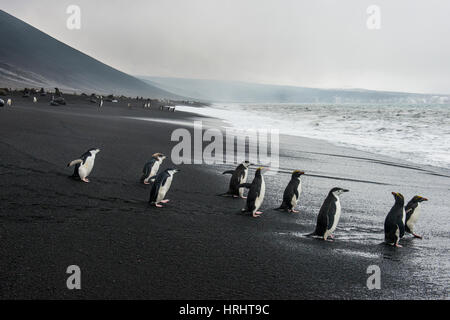 Jugulaire penguin group (Pygoscelis antarctica), Saunders Island, îles Sandwich du Sud, l'Antarctique, régions polaires Banque D'Images