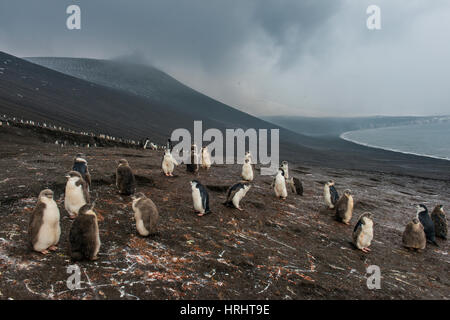 Colonie de Manchots à Jugulaire (Pygoscelis antarctica), Saunders Island, îles Sandwich du Sud, l'Antarctique, régions polaires Banque D'Images