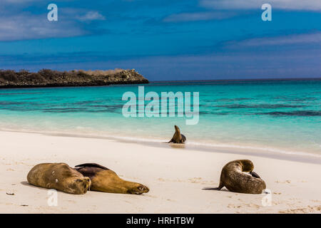 Les lions de mer sur l'Île Floreana, Galapagos, l'UNESCO, de l'Équateur Banque D'Images