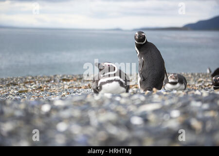 Un balbuzard pêcheur sur l'Île Martillo, Tierra del Fuego, Argentina Banque D'Images