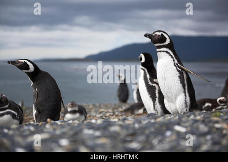 Un balbuzard pêcheur sur l'Île Martillo, Tierra del Fuego, Argentina Banque D'Images