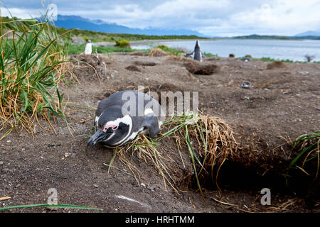 Un balbuzard pêcheur sur l'Île Martillo, Tierra del Fuego, Argentina Banque D'Images