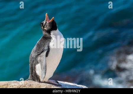 Le sud de l'Adultes Rockhopper Penguin (Eudyptes chrysocome) à colonie de reproduction sur l'Île Saunders, Îles Falkland Banque D'Images