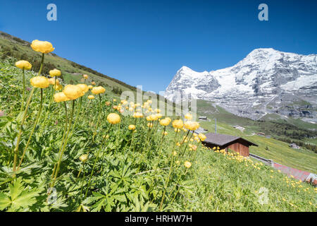 Floraison de fleurs jaunes de vertes prairies et des sommets enneigés, Wengen, Oberland Bernois, Canton de Berne, Suisse Banque D'Images