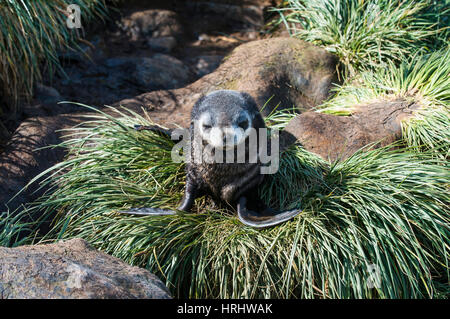 L'Antarctique jeunes (Arctocephalus gazella), Île du prion, la Géorgie du Sud, l'Antarctique, régions polaires Banque D'Images