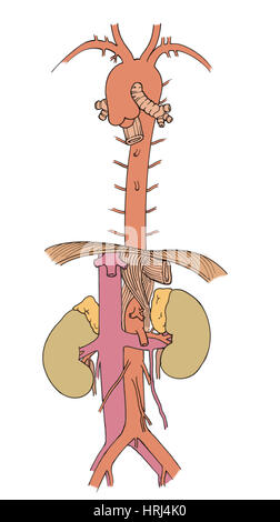 Illustration de l'aorte et branches Banque D'Images