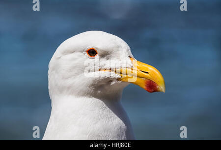 Un closeup portrait d'un Gull du Cap en Afrique du Sud Banque D'Images