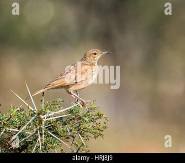 Un Spike-heeled Lark en Afrique australe Banque D'Images