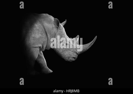 Un monochrome sombre portrait d'un rhinocéros blanc Banque D'Images