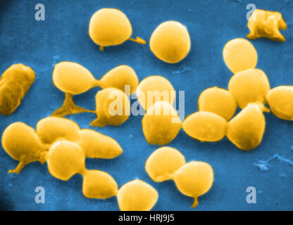 Micrococcus agilis, SEM Banque D'Images