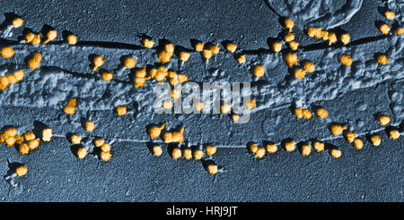 Escherichia coli sur une paroi cellulaire Banque D'Images