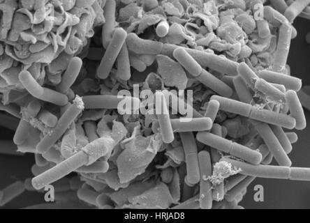 E. coli et des macrophages, SEM Banque D'Images