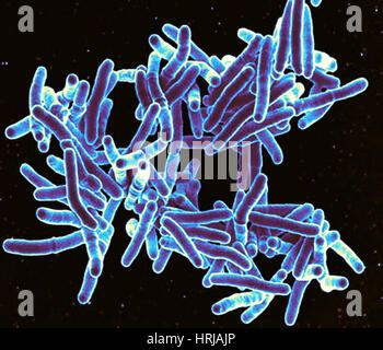 Mycobacterium tuberculosis, SEM Banque D'Images