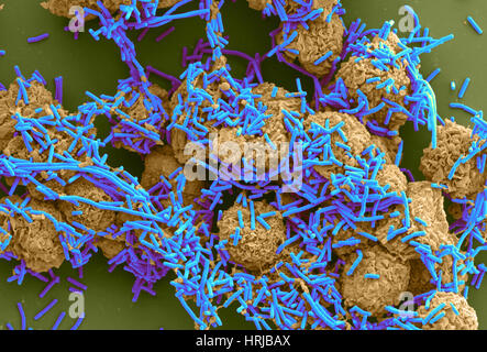 E. coli et les macrophages (SEM) Banque D'Images