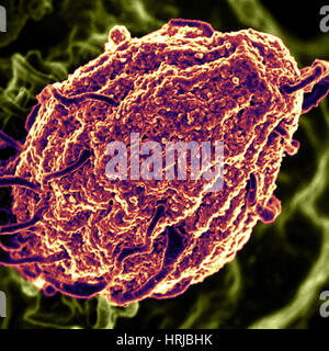 La phagocytose des particules de levure, Streptococcus pyogenes, SEM Banque D'Images