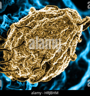 La phagocytose des particules de levure, Streptococcus pyogenes, SEM Banque D'Images