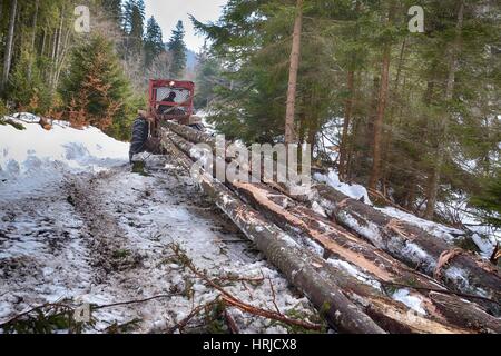 Bois débardage / tracteur est le dérapage couper des arbres hors de la forêt. Banque D'Images