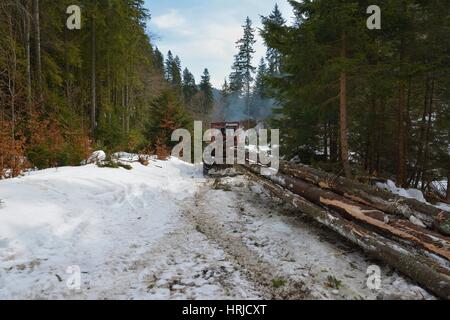 Bois débardage / tracteur est le dérapage couper des arbres hors de la forêt. Banque D'Images