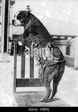 La première guerre mondiale, le sergent Stubby, chien de guerre américain Banque D'Images