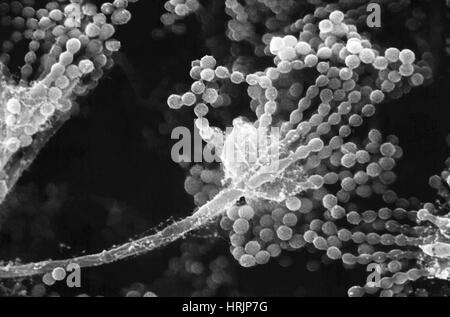 Champignon Aspergillus, SEM Banque D'Images