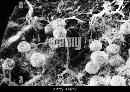 Champignon Aspergillus, SEM Banque D'Images