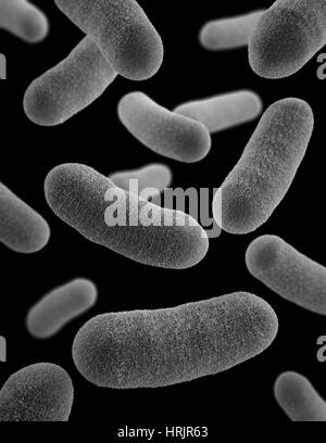 Les bactéries Yersinia enterocolitica, modèle 3D Banque D'Images