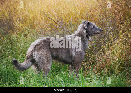 Scottish Deerhound debout dans un champ. Banque D'Images