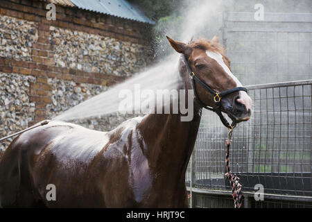 Un cheval pur-sang d'être lavé au jet dans un triage stable après l'exercice. Banque D'Images