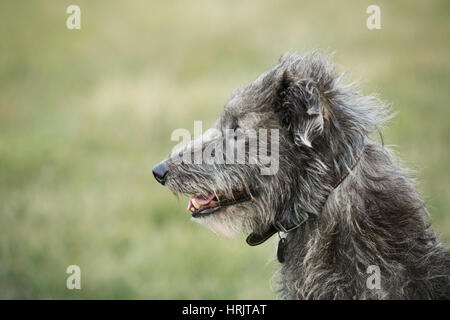 Close up of Scottish Deerhound assis dans un champ. Banque D'Images