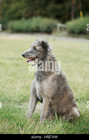 Scottish Deerhound assis dans un champ. Banque D'Images