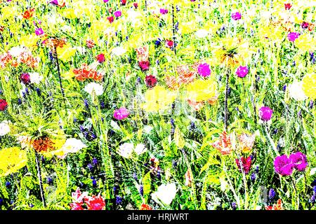 Fleurs colorées dans le domaine Banque D'Images