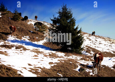 Troupeau de vaches dans la journée d'hiver ensoleillée, montagne de Rila bulgare Banque D'Images