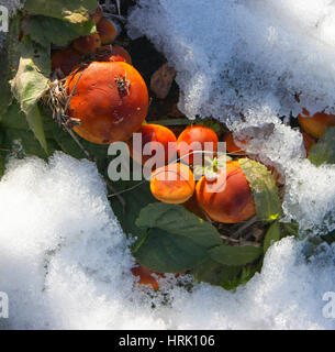 De plus en plus de champignons en hiver. Banque D'Images