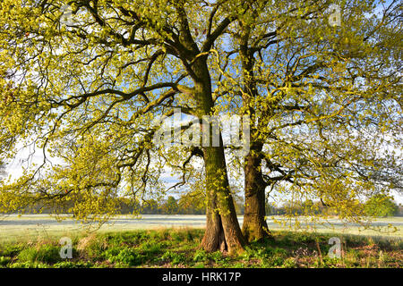 L'arbre de chêne, chêne pédonculé (Quercus robur) au printemps, les pousses de feuilles, au milieu de la Réserve de biosphère de l'Elbe, Saxe-Anhalt, Allemagne Banque D'Images