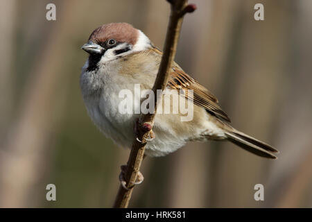 Canard pilet, Passer montanus, homme entrée en plumage nuptial en été, perché dans une haie à Manea, Cambridgeshire. Banque D'Images