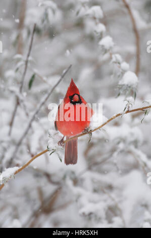 Le cardinal rouge mâle sur la branche avec de la neige Banque D'Images