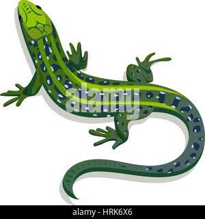 Lézard vert, vector illustration sur fond blanc Illustration de Vecteur