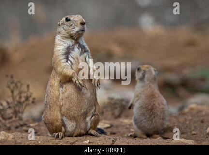 Black-Taield les chiens de prairie (Cynomys ludovicianus) - adultes et juvéniles Banque D'Images