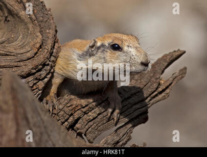 Black-Taield Chien de prairie (Cynomys ludovicianus) Juvenile Banque D'Images