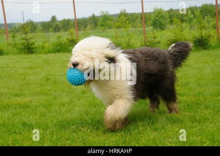 Le Old English Sheepdog jouant avec un ballon sur la pelouse. Adobe RVB Banque D'Images