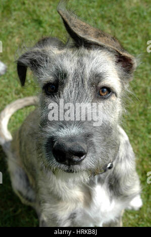 Photo du visage d'un jeune Irlandais. Banque D'Images
