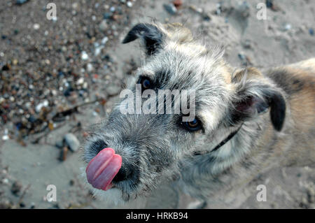 Photo du visage d'un jeune Irlandais avec une expression attentive, léchant son nez. Banque D'Images