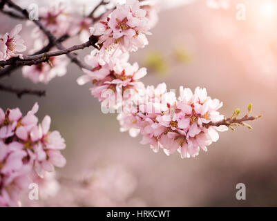 Belles fleurs pourpre almandry Close-up Banque D'Images