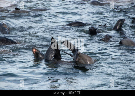 Une Cape fur seal jouant dans les eaux peu profondes, près de l'île Seal, Italie Banque D'Images