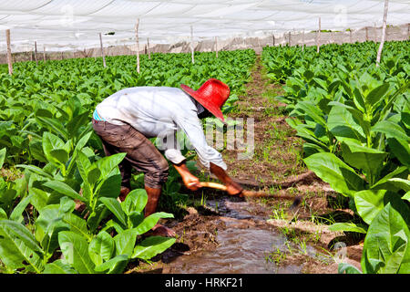 Pinar del Rio, Cuba - 15 décembre 2016 : Alejandro Robaina plantation de tabac : le tabac cubain agriculteur en serre, dans un cigare traditionnel fabrication Banque D'Images